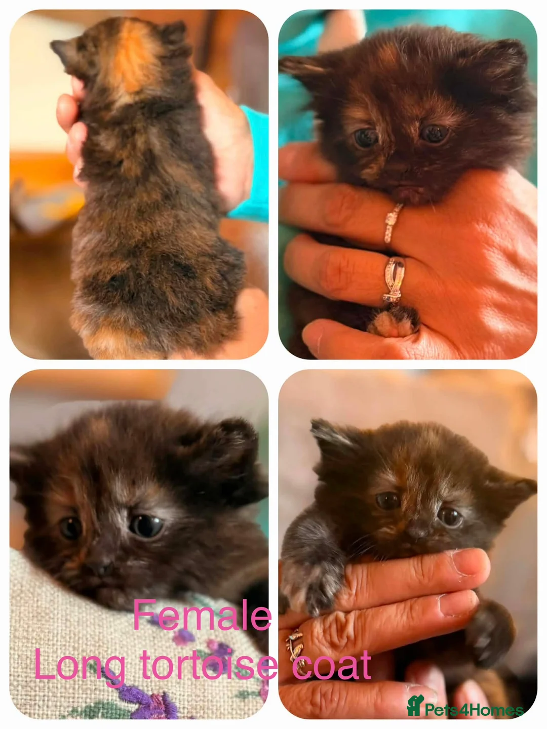 Mixed Breed cats for sale: 8 beautiful kittens long and short haired  - Advert 2
