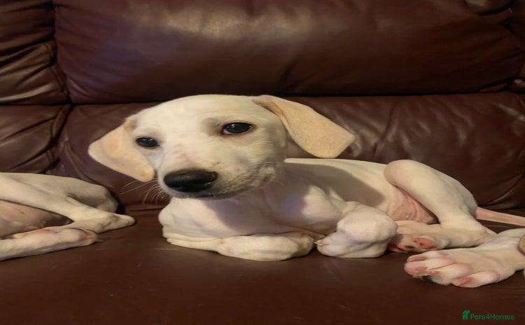 Mixed Breed dogs - Advert 3