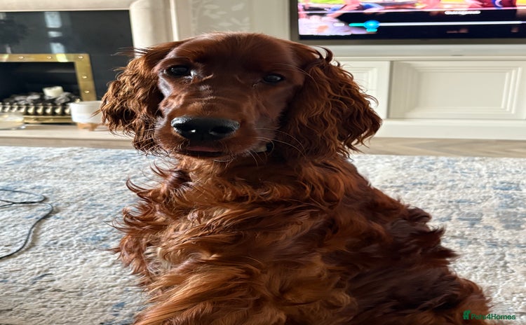 Irish Setter dogs - Advert 1