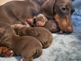 Miniature Dachshund dogs - Advert 18