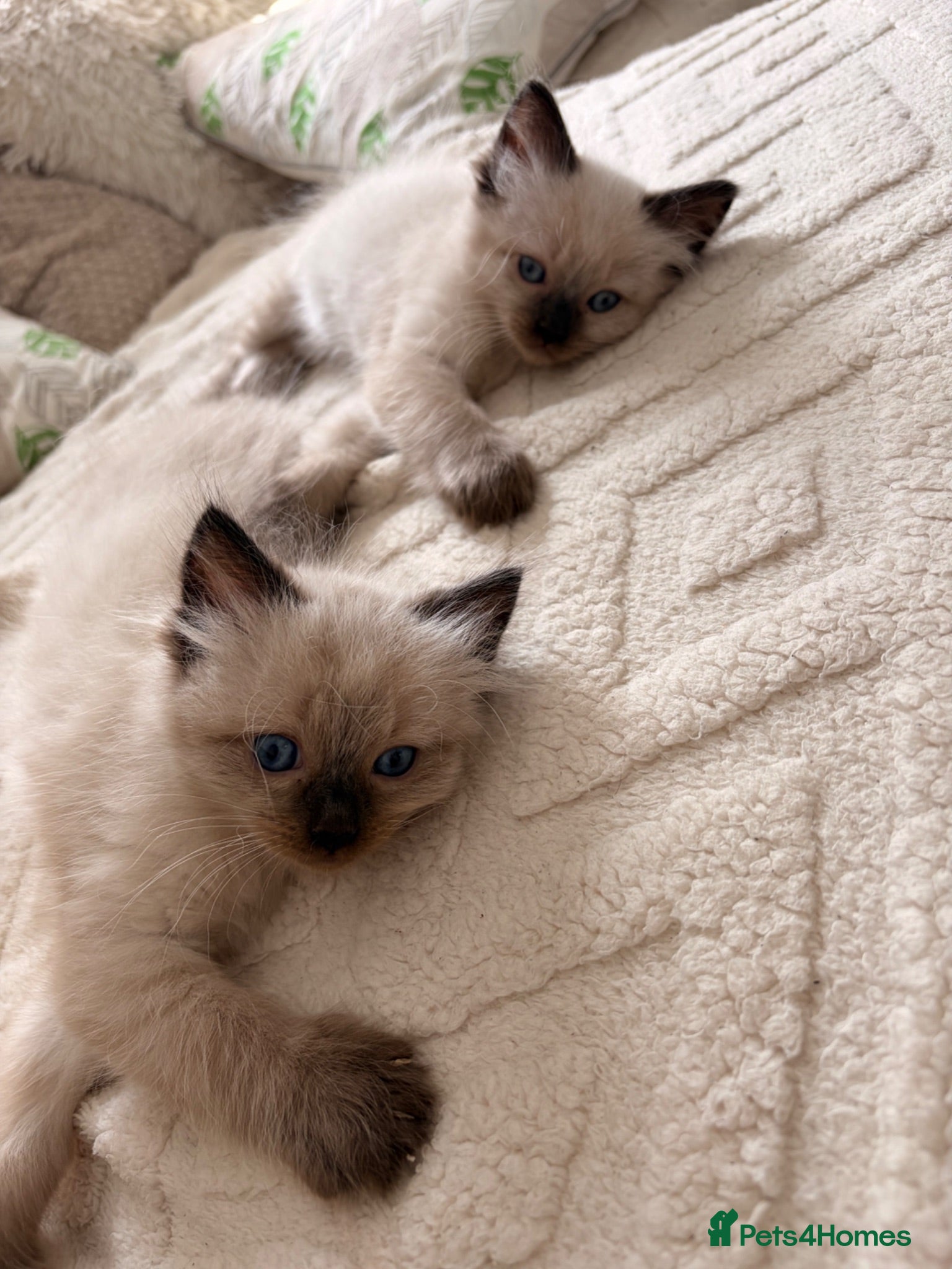 Ragdoll cats 2 boys left🌸 Ready Now🌸 Full of LoVe 🌸 - Advert 2