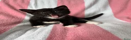 Mixed Breed cats for sale: Kittens, black and white - Advert 21