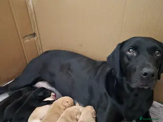 Labrador Retriever dogs KC reg red/yellow and black Labradors - Advert 1