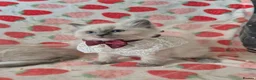 Ragdoll cats for sale: ✨ Stunning Ragdoll Kittens-Blue/Bi-Colour ✨ - Advert 10