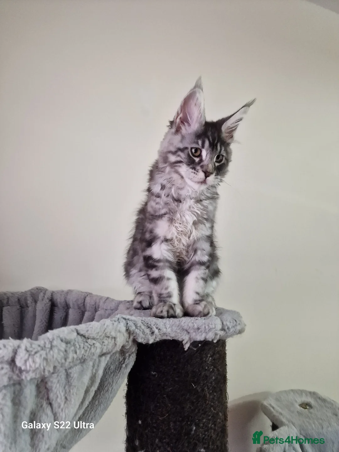 Maine Coon cats for sale:  Kittens – Licensed Fenikscoon Cattery (UK) 🐾 - Advert 8