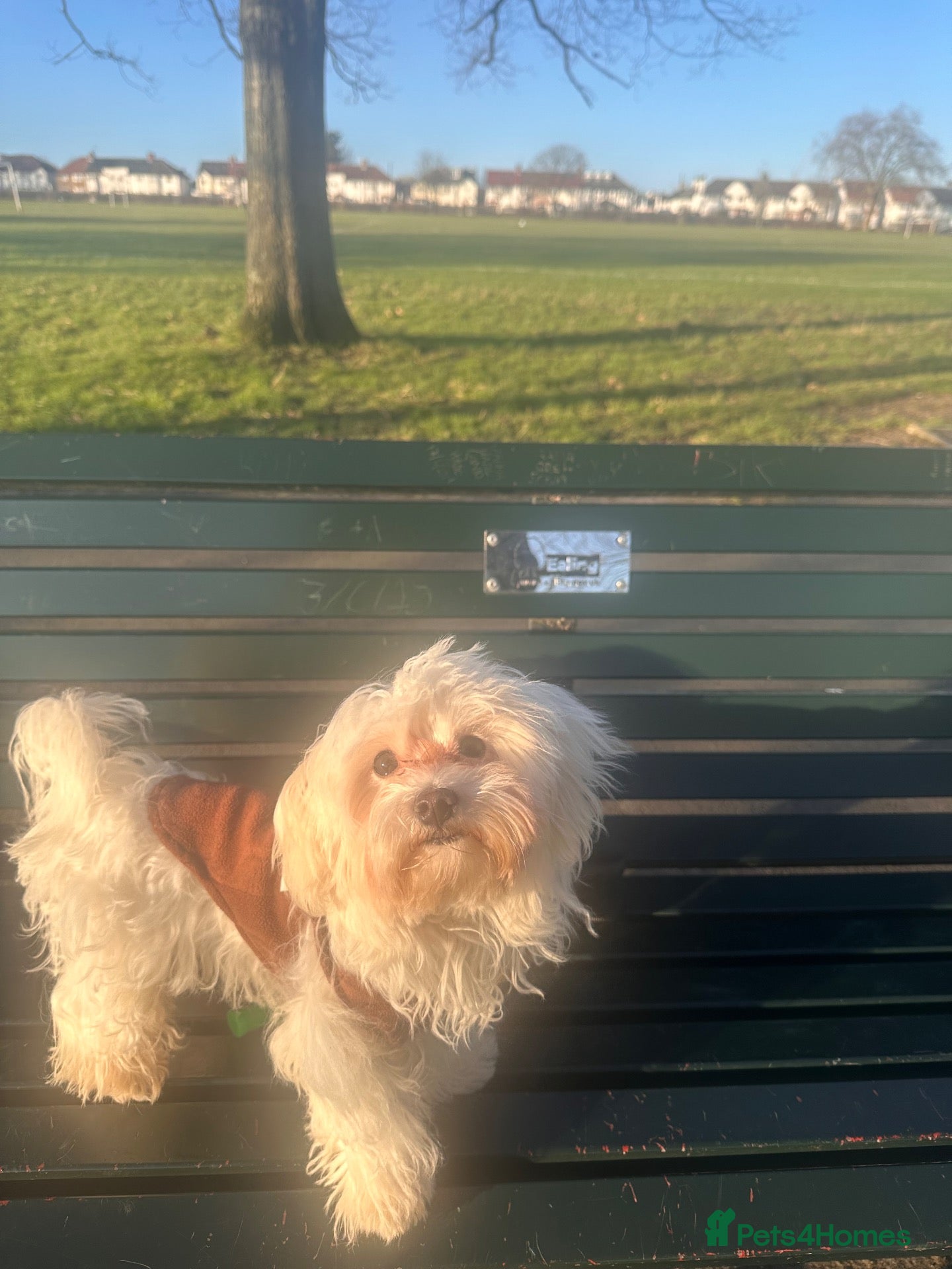 Maltese dogs Beautiful Male Maltese – 3 Years Old – £550 ONO - Advert 16
