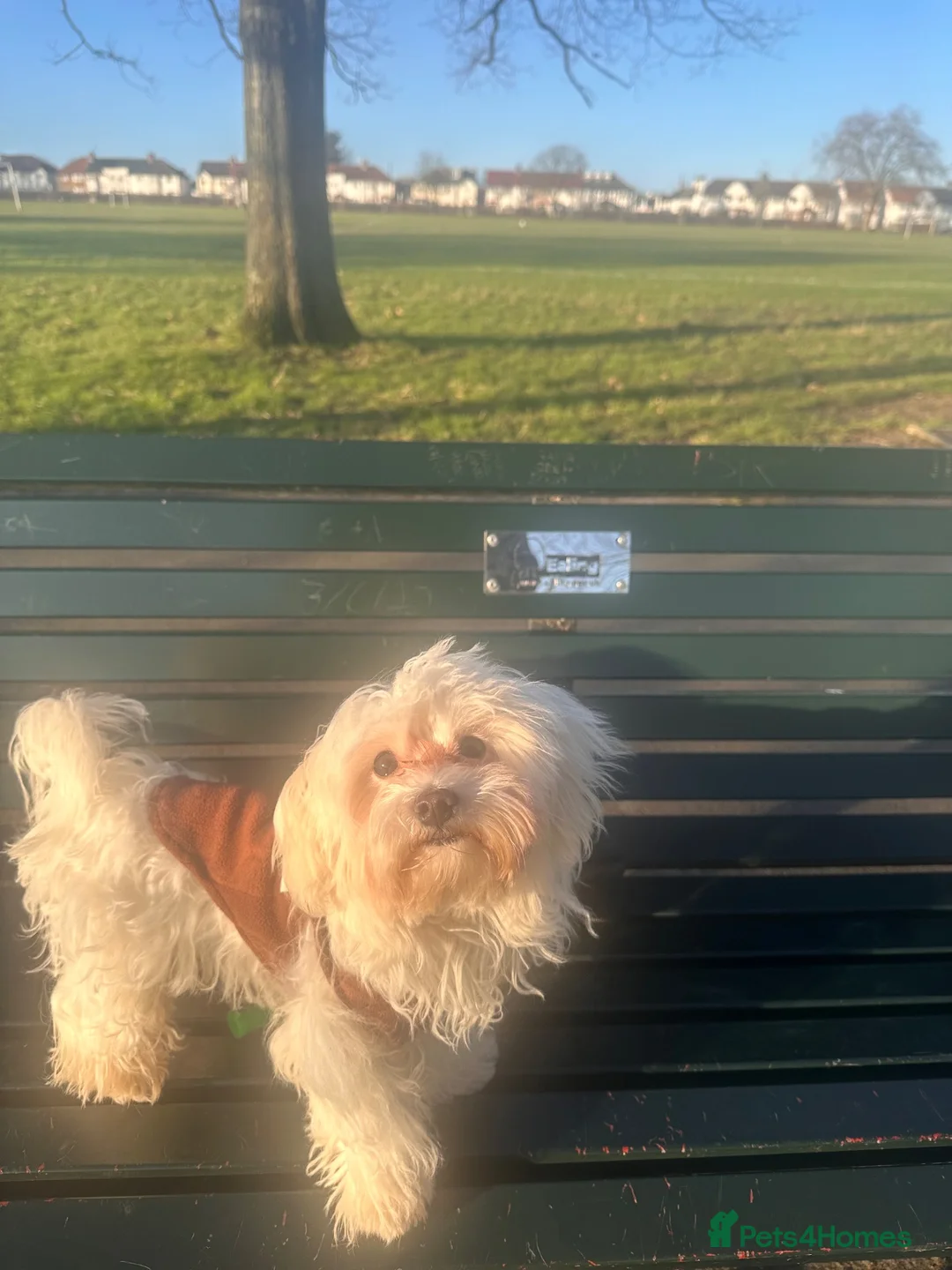 Maltese dogs for sale: Beautiful Male Maltese – 3 Years Old – £550 ONO in London - Advert 1