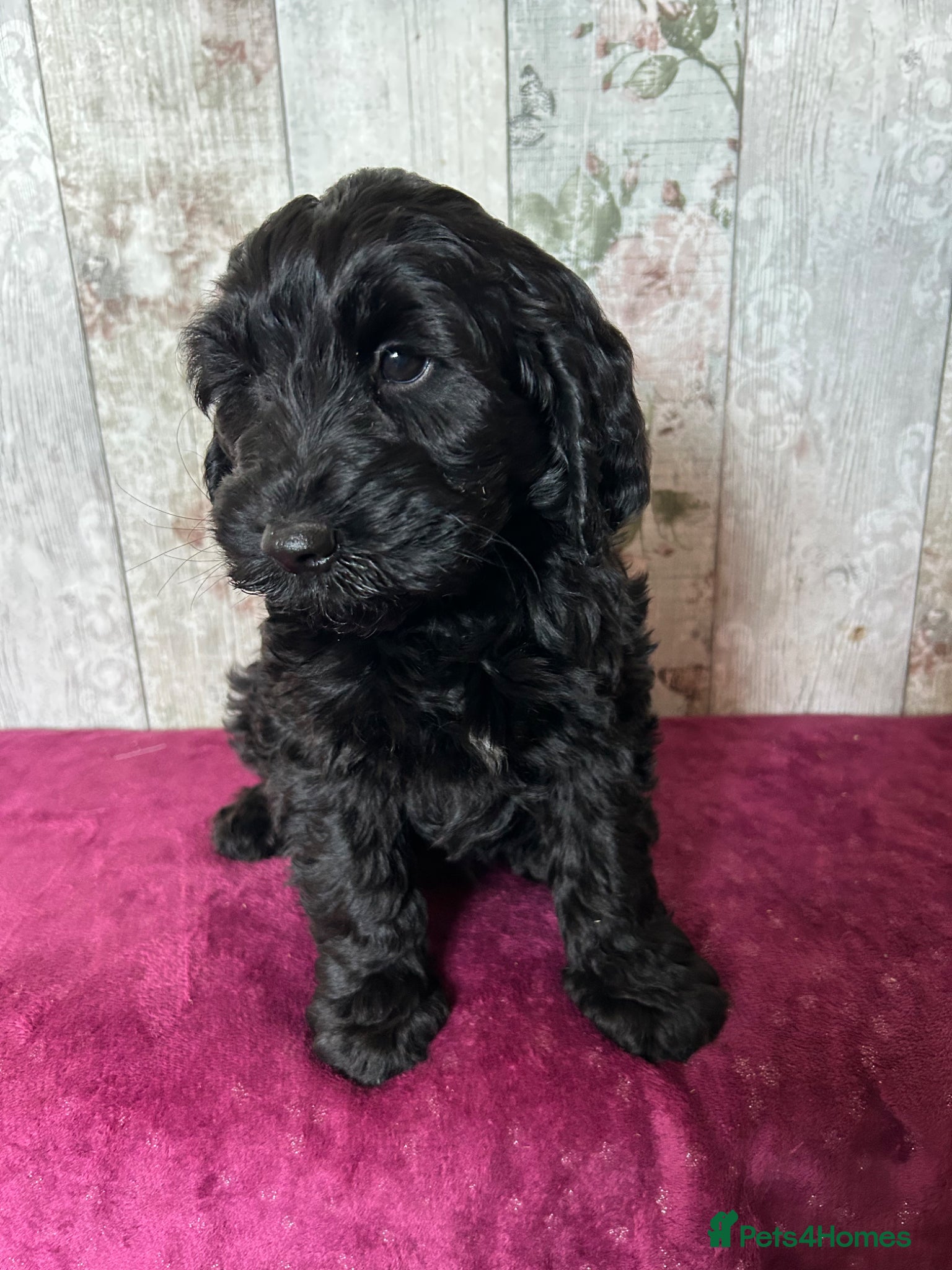 Cockapoo dogs Adorable well socialised F1 Cockapoo pups - Advert 1