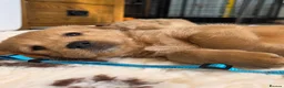 Labradoodle dogs for sale: DNA Health screened Miniature Labradoodles  - Advert 7