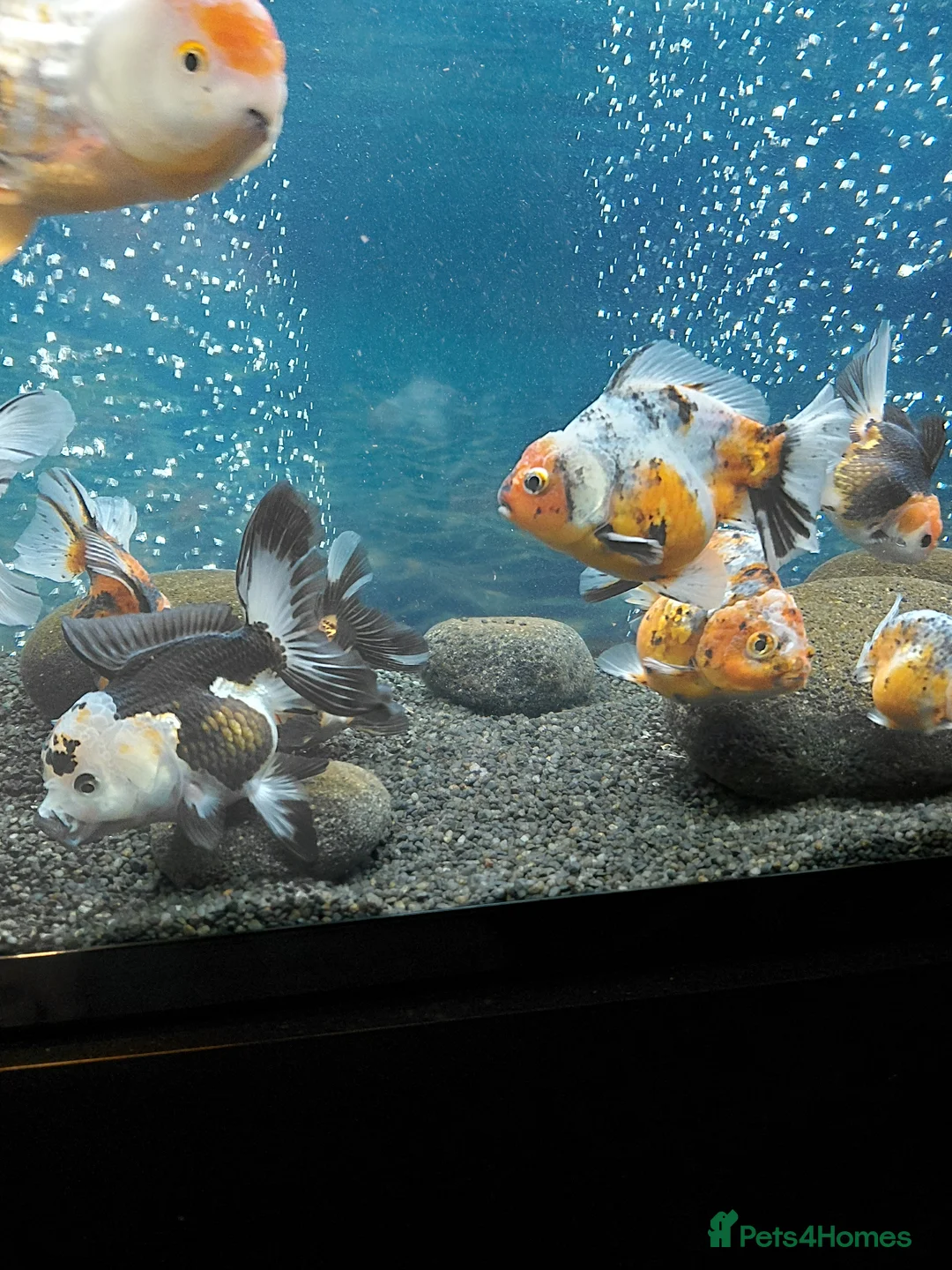 Fancy Goldfish fish for sale: Jumbo Oranda and Ranchu in Oldbury - Advert 2