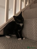 Mixed Breed cats Last kitty for sale! - Advert 8