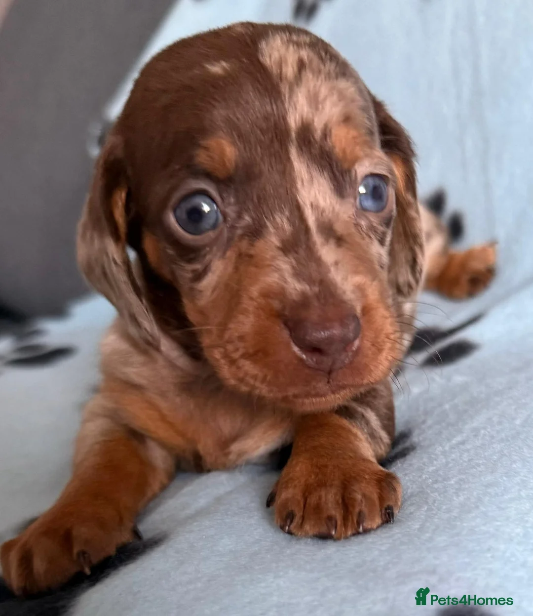 Dachshund dogs for sale: Gorgeous litter🌈 - Advert 1