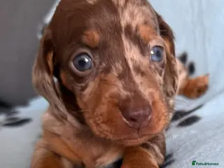 Dachshund dogs Gorgeous litter🌈 - Advert 6