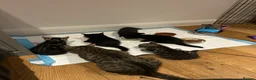 Mixed Breed cats for sale: Kittens for sales  in Camberley - Advert 8