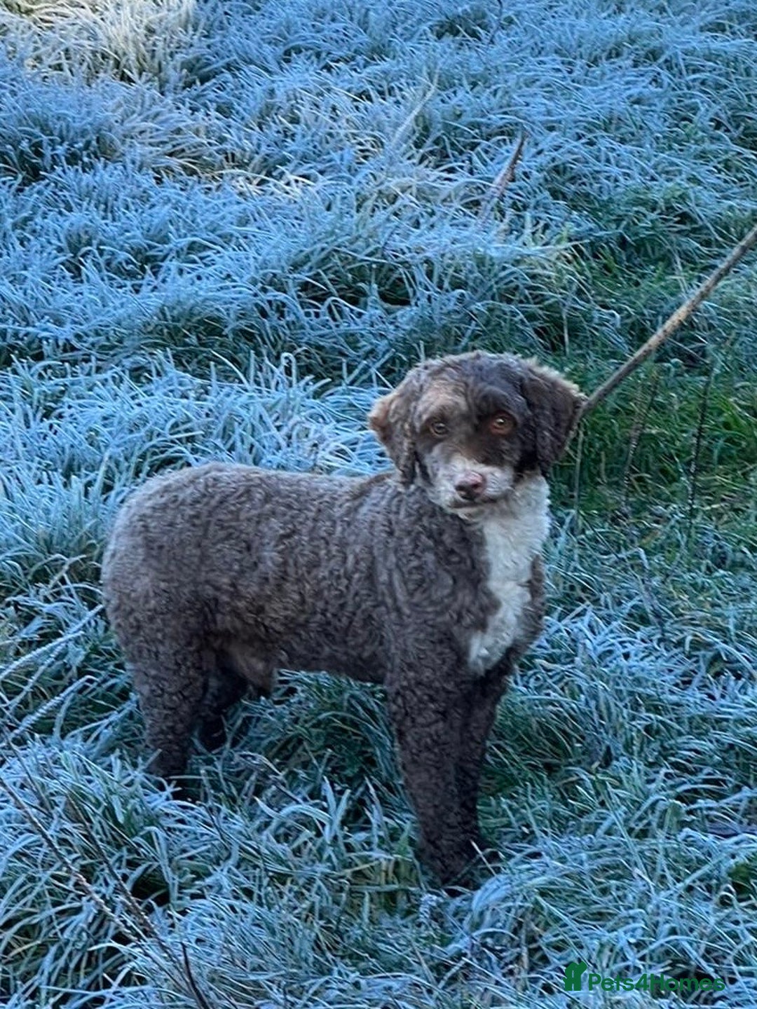Miniature Poodle dogs for stud: Miniature Poodle KC Reg Fully DNA Health Tested  in Radstock - Image 16