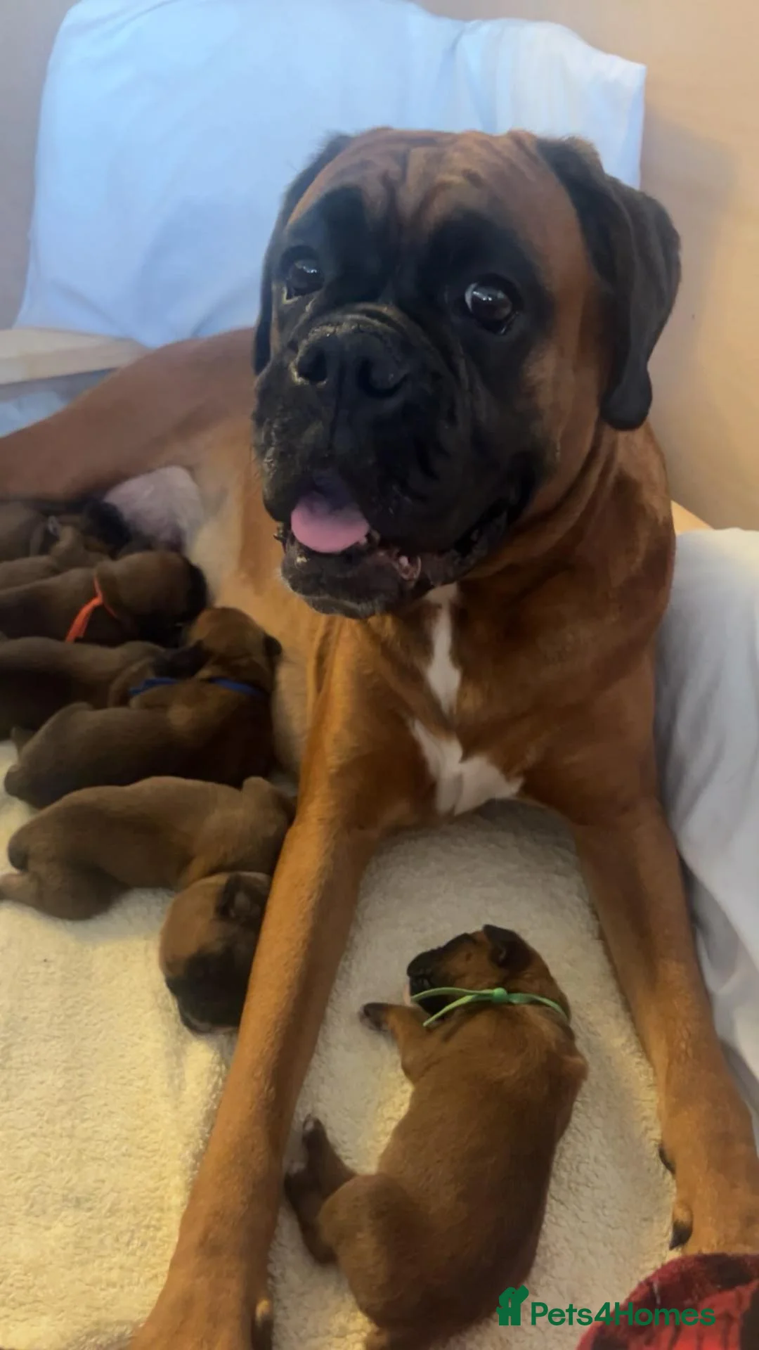 Boxer dogs for sale: 🐶KC Reg Boxer Puppies - Champion Bloodlines🐶 in Corby - Advert 1