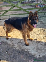 German Shepherd dogs Long haired black & tan kc german shepherd puppies - Advert 10