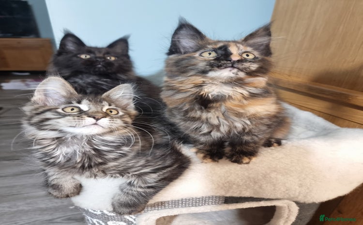 Maine Coon cats - Advert 6