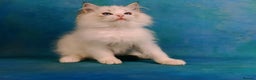Ragdoll cats for sale: ❤️BEST KITTENS RAGDOLL❤️ CHAMPION REGIONAL WINNER  - Advert 34
