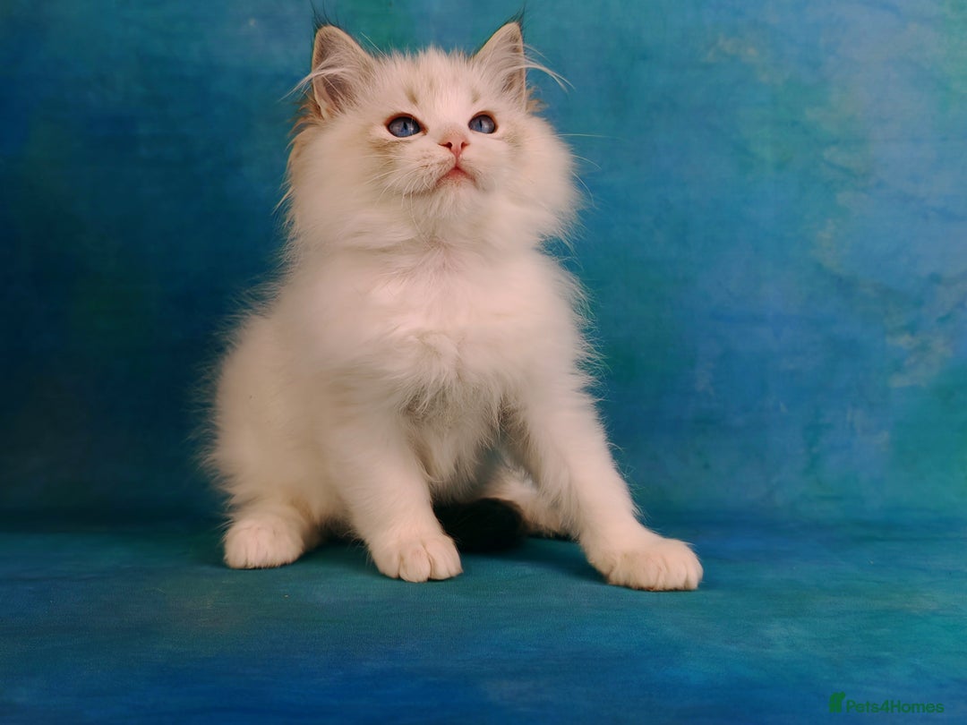 Ragdoll cats for sale: ❤️BEST KITTENS RAGDOLL❤️ CHAMPION REGIONAL WINNER  - Advert 34