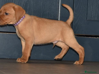 Labrador Retriever dogs Stunning fox red Labrador pups - Advert 4