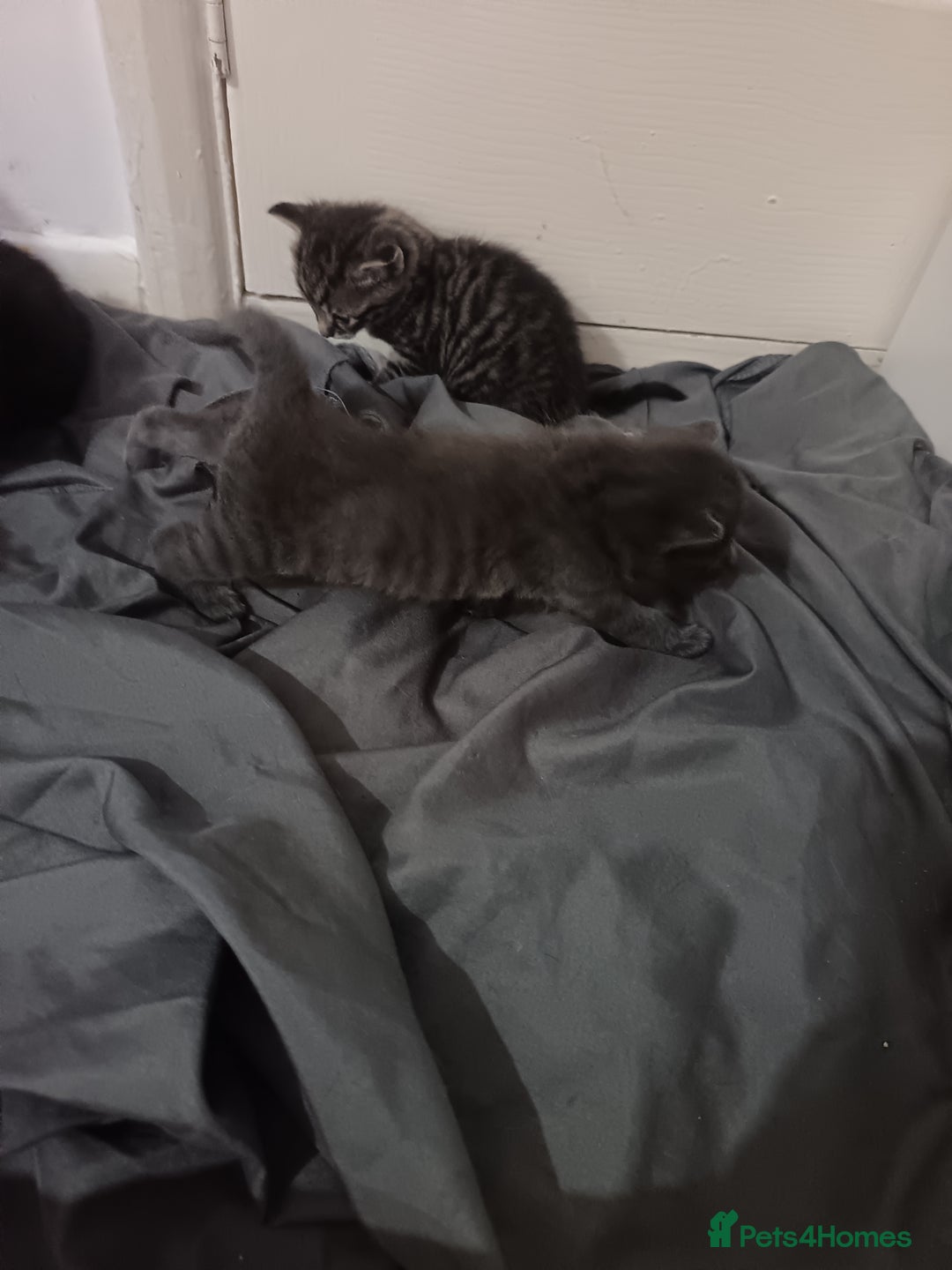 Mixed Breed cats for sale: 1 boy 3 girls  - Image 8