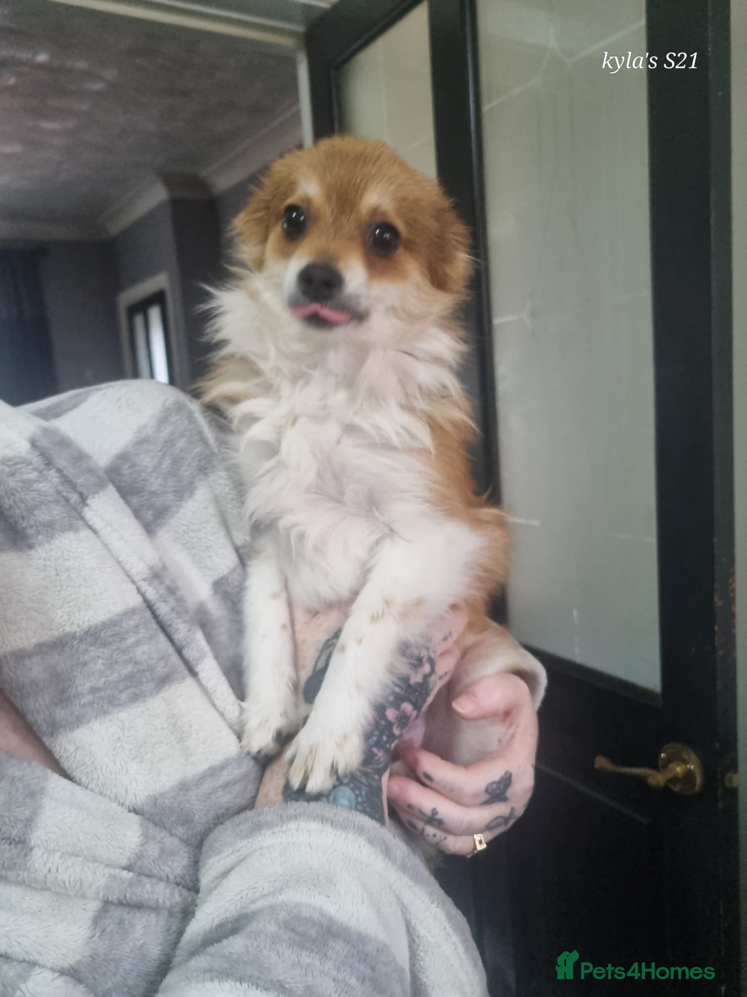 Pomeranian dogs Female pomeranian - Advert 13