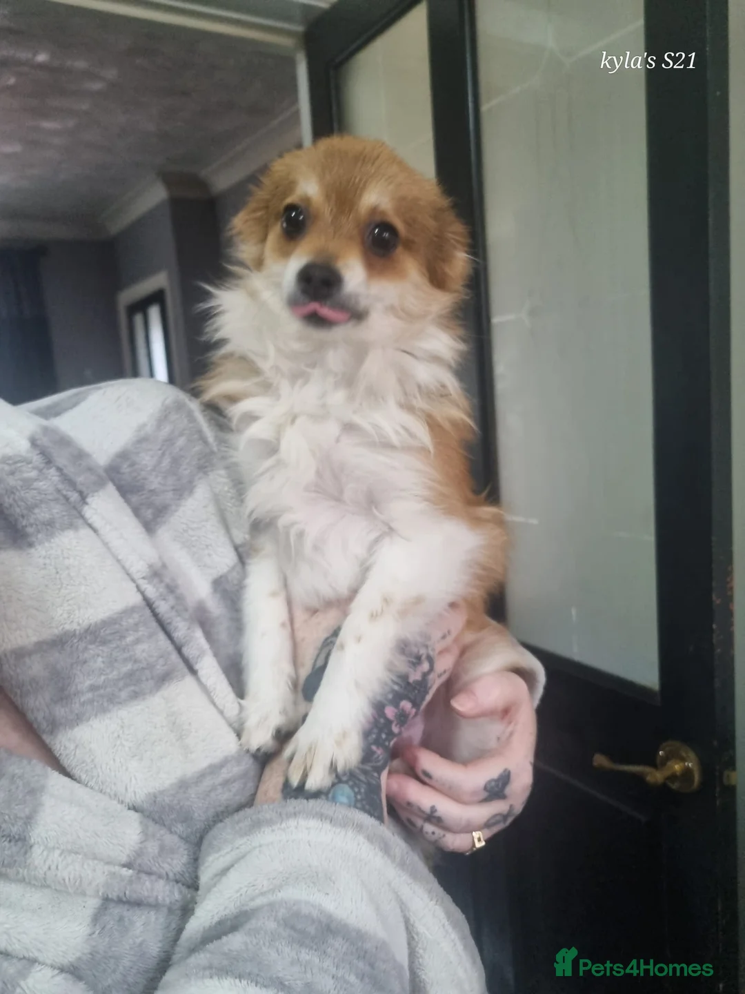 Pomeranian dogs for sale: Female pomeranian - Advert 1