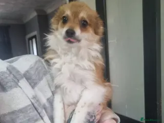 Pomeranian dogs Female pomeranian - Advert 1