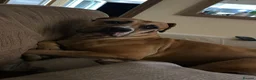 Presa Canario dogs for sale: Female Presa Canario  - Advert 3