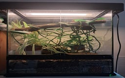 Gecko reptiles for sale: Male Crested Gecko with Bioactive Tank - Image 7