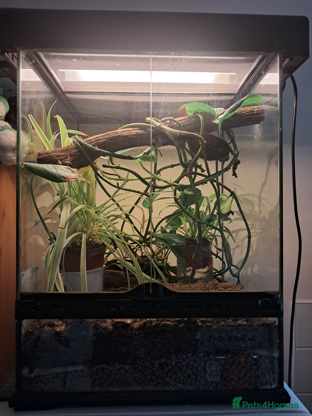 Gecko reptiles for sale: Male Crested Gecko with Bioactive Tank - Image 7