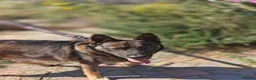 Mixed Breed dogs for adoption: 💙🐶 LOKI – A LOVING TEDDY WITH THE SOFTEST HEART in Oxford - Advert 19