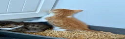 Mixed Breed cats for sale: Cute mixed breed kittens  - Advert 7