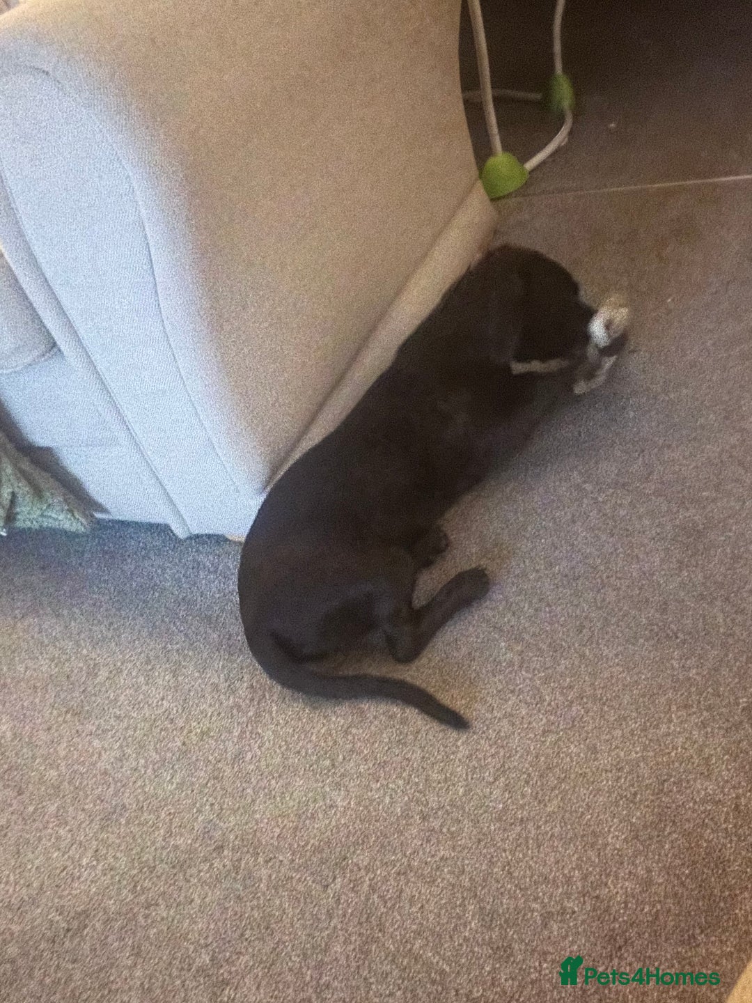 Mixed Breed dogs for sale: Beautiful 6 Month old Bulldach for sale  - Image 10