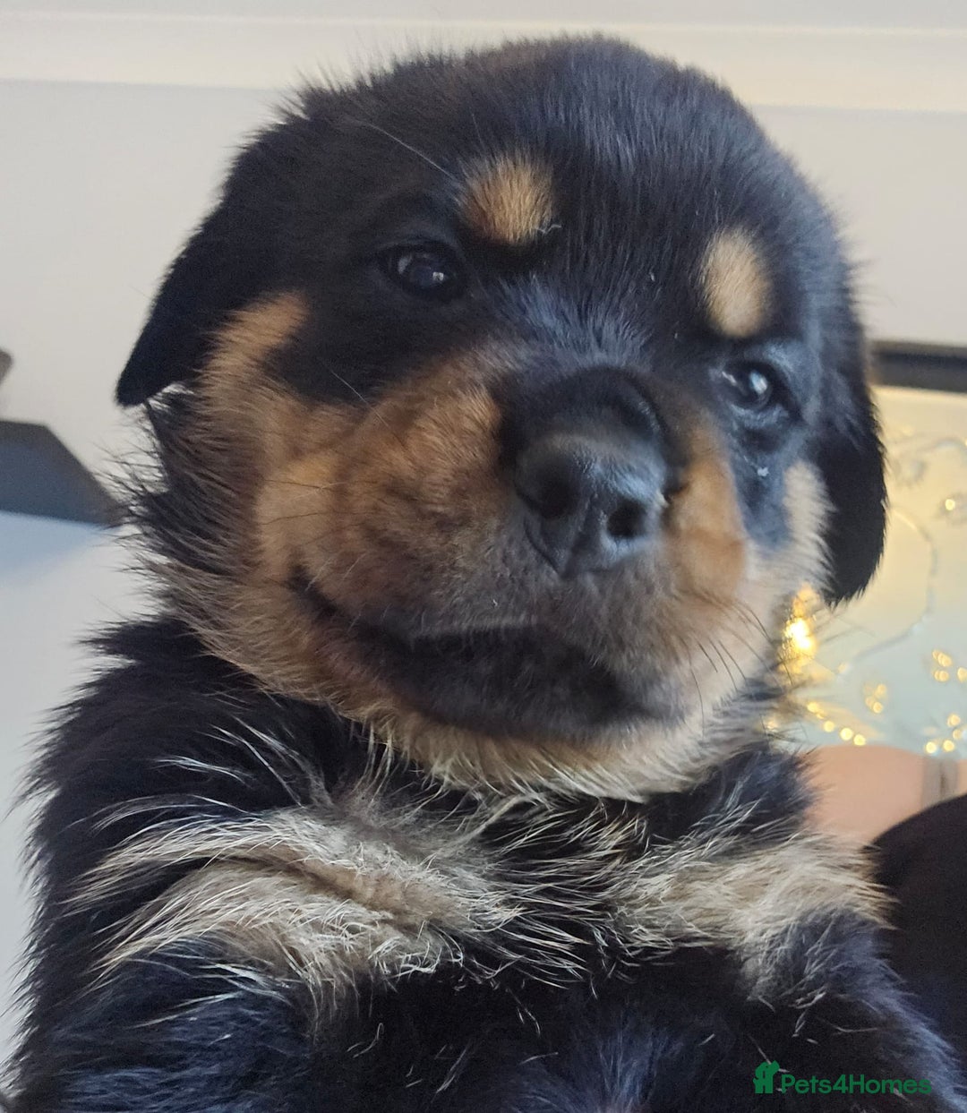 Rottweiler dogs for sale: Beautiful rottweiler puppies - Image 13