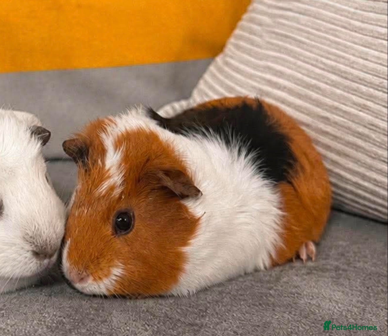 Guinea Pig rodents Midas and milo the guinea pig  - Advert 1