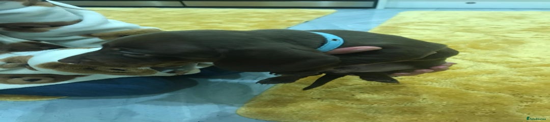 Miniature Dachshund Puppy 3