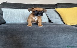 Boxer dogs for sale: Gorgeous boxer puppies for sale  - Image 6