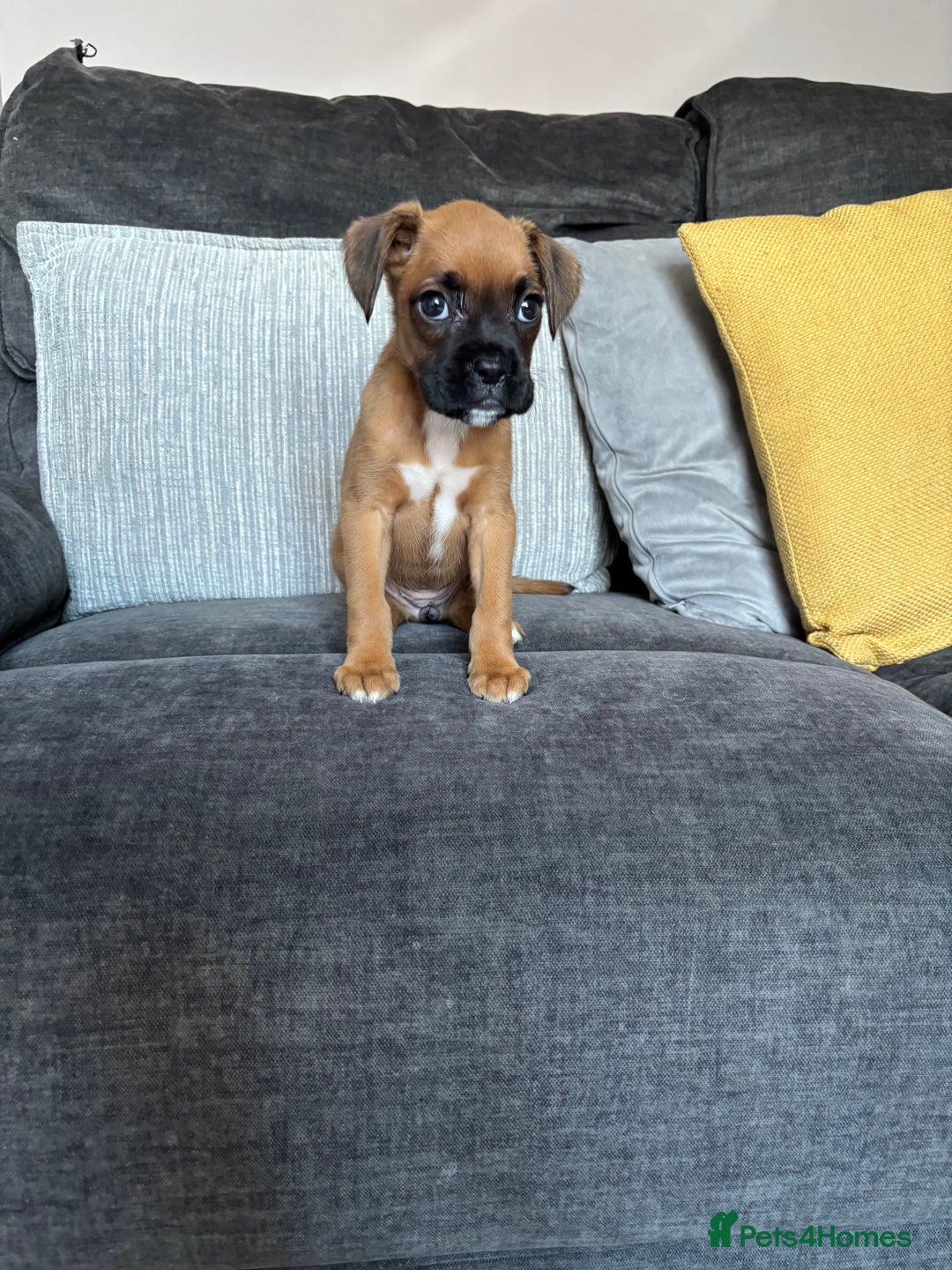 Boxer dogs for sale: Gorgeous boxer puppies for sale  - Image 6