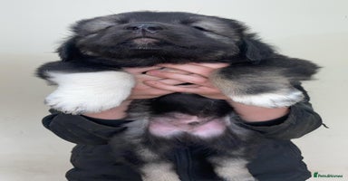 Caucasian Shepherd Dog dogs - Advert 2