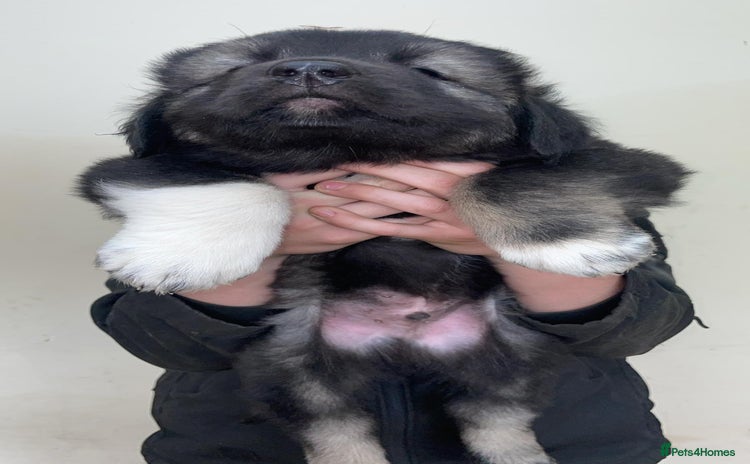 Caucasian Shepherd Dog dogs - Advert 1