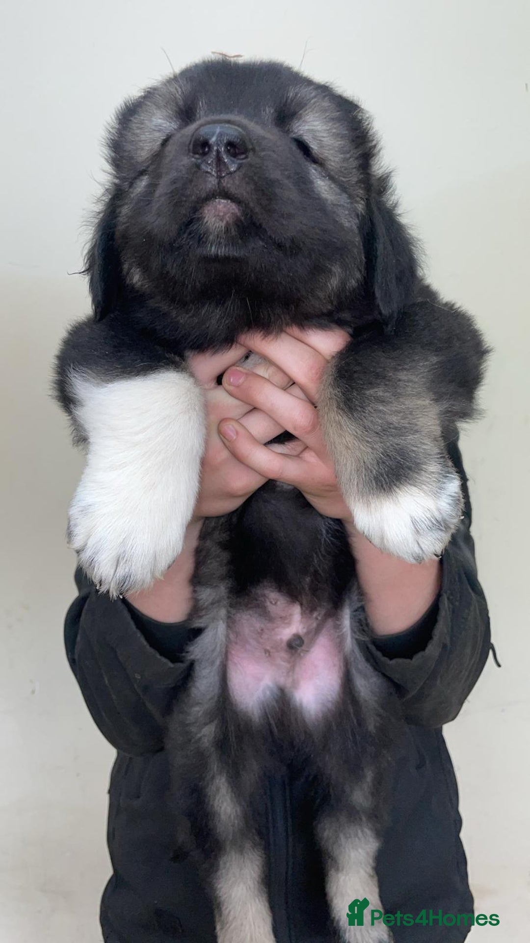 Caucasian Shepherd Dog dogs for sale:  ⭐️Caucasian shepherds⭐️puppies #bears big boned   - Image 2