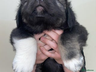 Caucasian Shepherd Dog dogs ⭐️MALES READY Caucasian shepherds ⭐️ puppy dogs - Advert 4