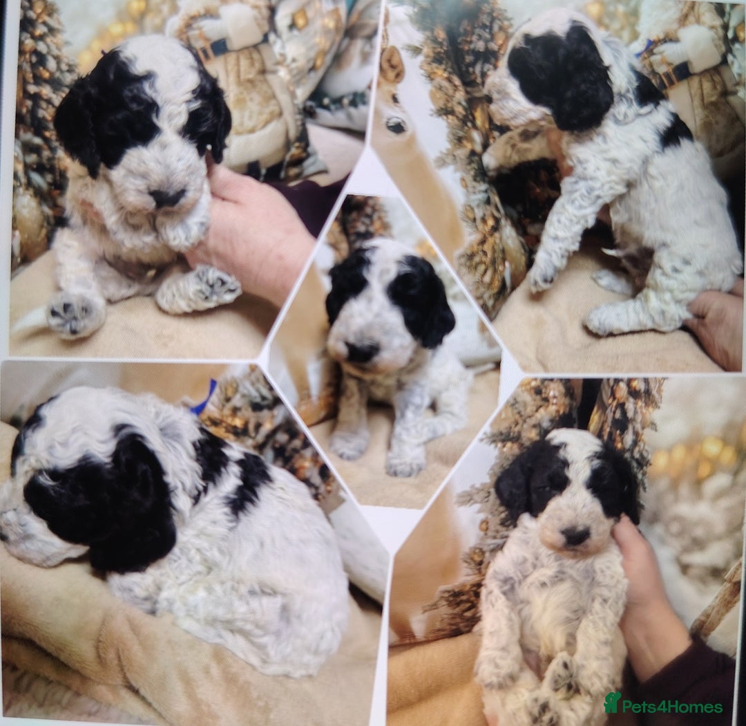 Cockapoo dogs for sale: Cockapoo puppies - Advert 11