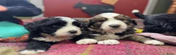 Bernedoodle dogs for sale: F1 Bernedoodle Puppies  - Advert 5