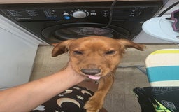 Cocker Spaniel dogs for sale: Puppy needs a new home - Image 1