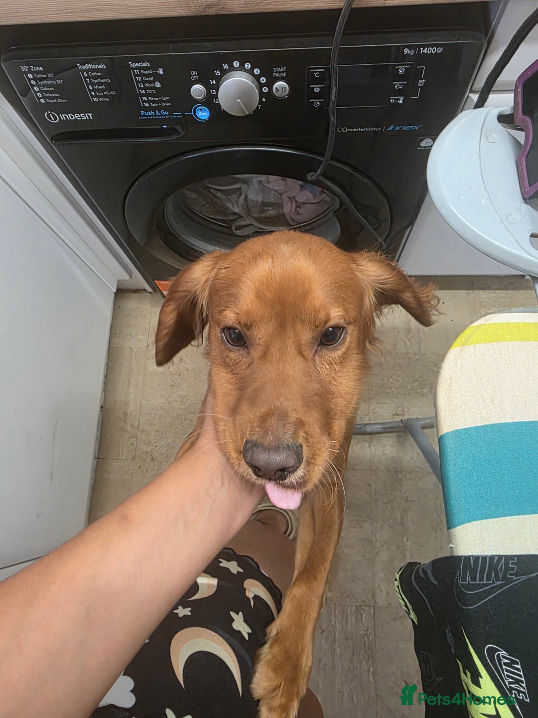 Cocker Spaniel dogs for sale: Puppy needs a new home - Image 1