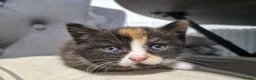Scottish Fold cats for sale: Scottish stright mum,Playful kittens mixed breed  in Dalkeith - Advert 10