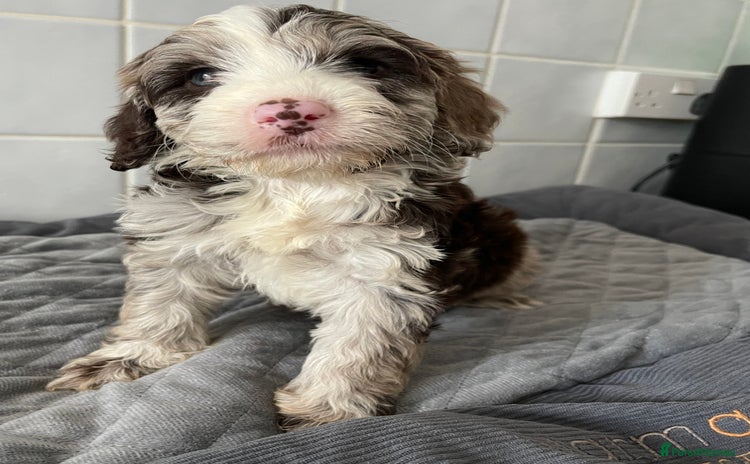 Cockapoo dogs for sale - Advert 1